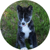 Randonnée avec mon Akita inu