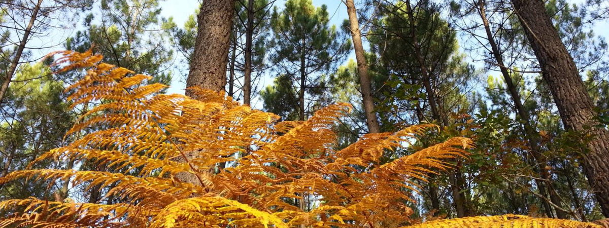 Landes Tourisme