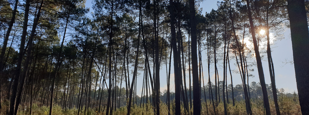 Rando'Roq des Landes d'Armagnac