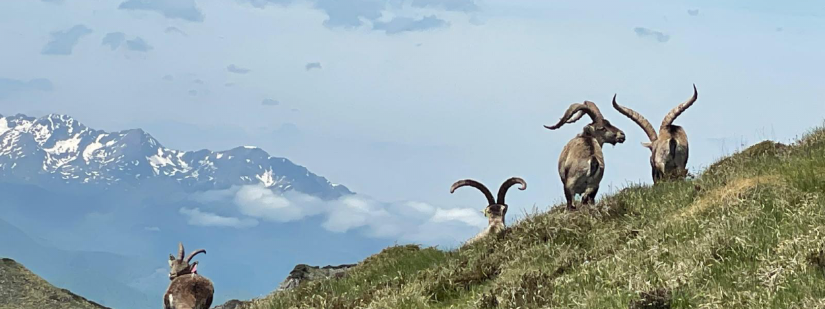 La Tanière