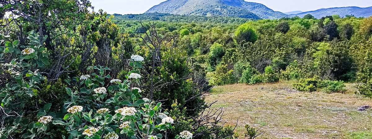 Pyrénées mon amour