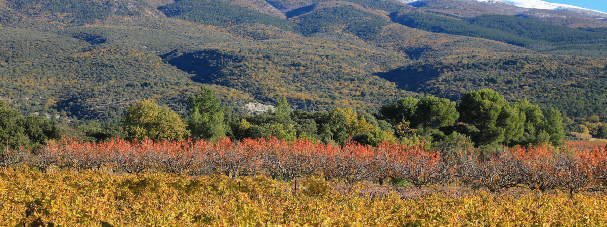 Vaucluse Provence