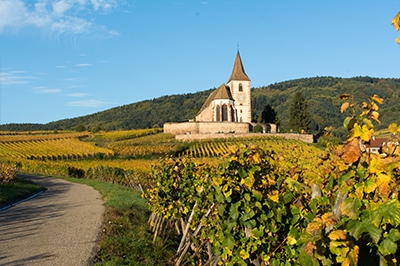 Alsace dans les vignes en Automne © fanatykk