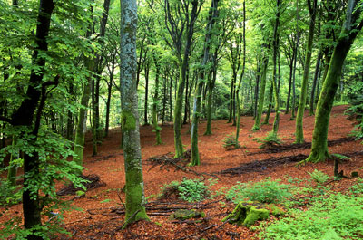 Mont Préneley (PNR du Morvan) ©Toutenphoton-Fotolia