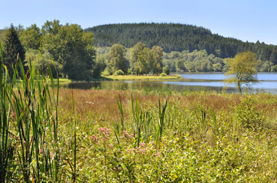 Bas-marais (PNR du Morvan) ©coco-Fotolia